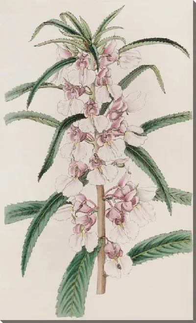 Картина Маленький розовый бальзам (1815-1819)