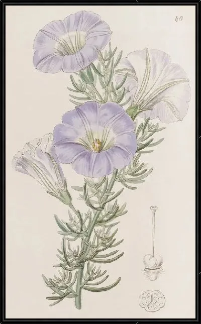 Картина Небесно-голубая Алона (1815-1819)