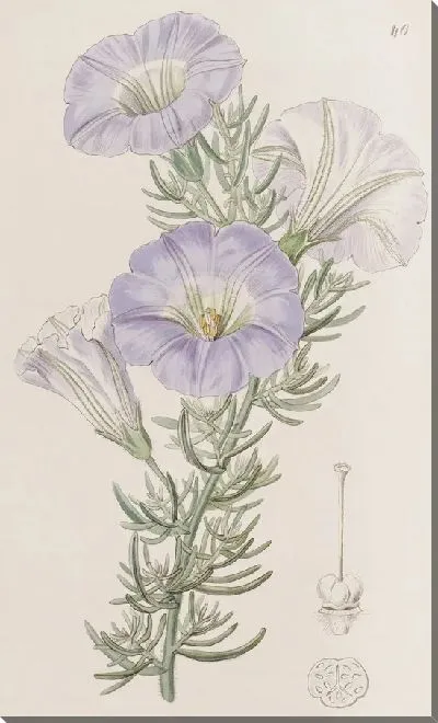 Картина Небесно-голубая Алона (1815-1819)