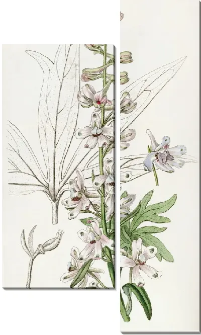 Картина Небесно-голубой живокость (1815-1819)