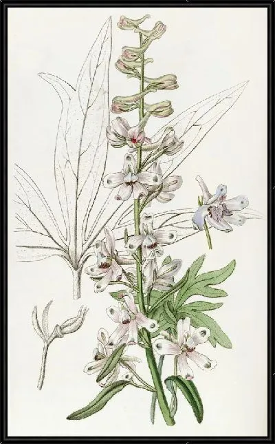 Картина Небесно-голубой живокость (1815-1819)