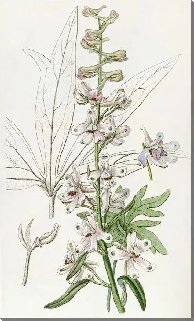 Картина Небесно-голубой живокость (1815-1819)