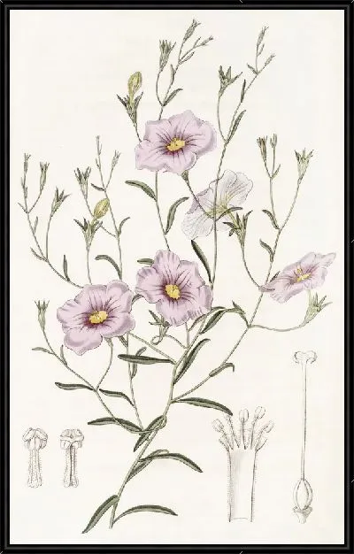 Картина Нирембергия тонкостебельная (1815-1819)