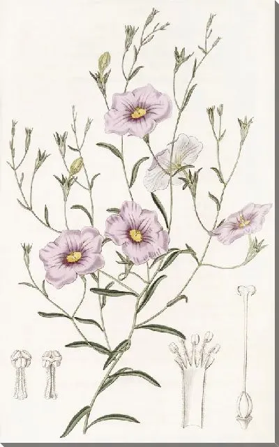 Картина Нирембергия тонкостебельная (1815-1819)