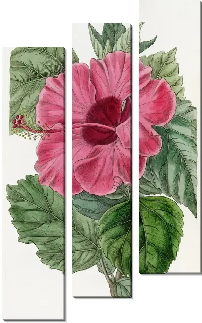 Картина Одноцветковая китайская роза Мальва (1815-1819)