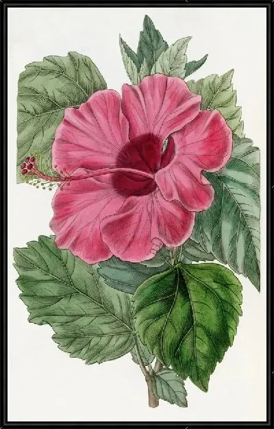 Картина Одноцветковая китайская роза Мальва (1815-1819)