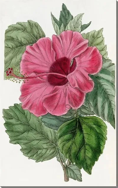 Картина Одноцветковая китайская роза Мальва (1815-1819)