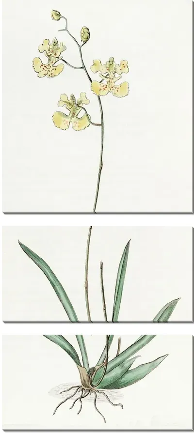 Картина Онцидиум сэра К. Лемона (1815-1819)