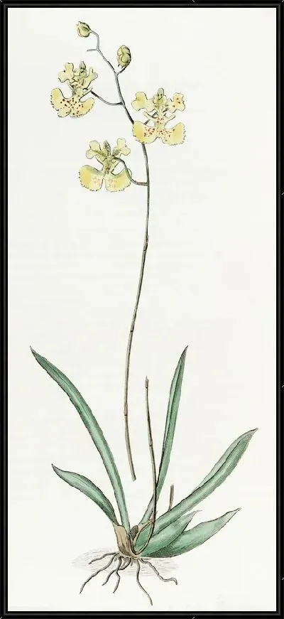 Картина Онцидиум сэра К. Лемона (1815-1819)