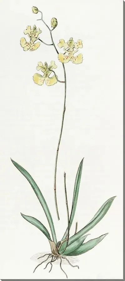 Картина Онцидиум сэра К. Лемона (1815-1819)