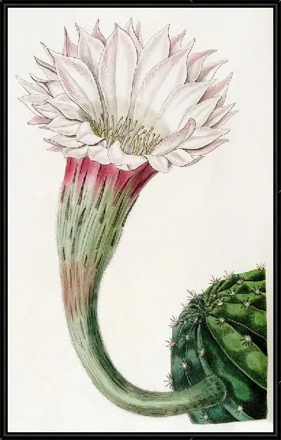 Картина Остроугольный колючий Кактус (1815-1819)