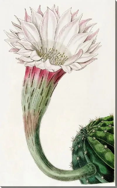 Картина Остроугольный колючий Кактус (1815-1819)