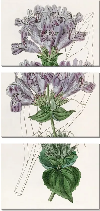 Картина Пенстемон с морскими лавандовыми листьями (1815-1819)