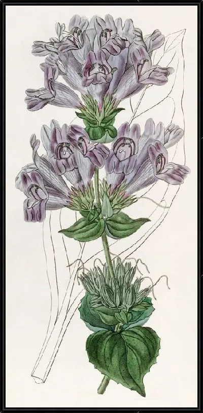 Картина Пенстемон с морскими лавандовыми листьями (1815-1819)