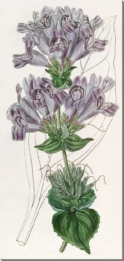 Картина Пенстемон с морскими лавандовыми листьями (1815-1819)