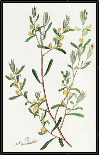 Картина Пултенея блестящая (1815-1819)