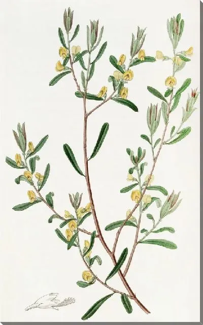 Картина Пултенея блестящая (1815-1819)