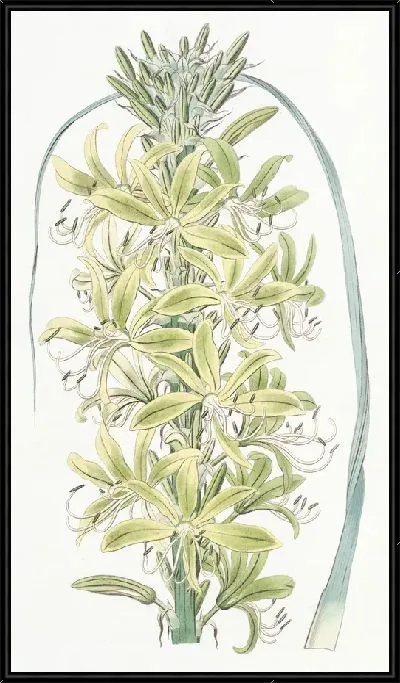 Картина Сибирский желтый асфодель (1815-1819)