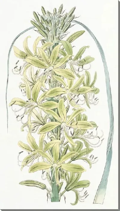 Картина Сибирский желтый асфодель (1815-1819)