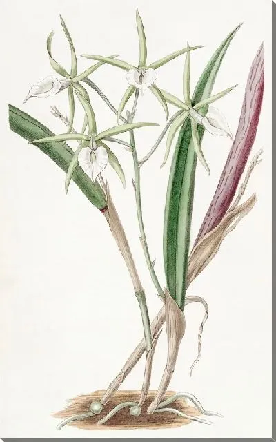 Картина Сицилийский медово-чесночный (1815-1819)