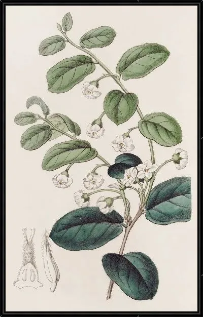 Картина Сияющая Ройена (1815-1819)