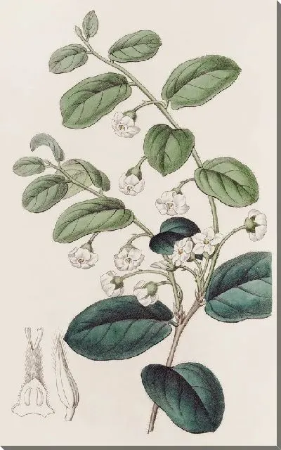 Картина Сияющая Ройена (1815-1819)