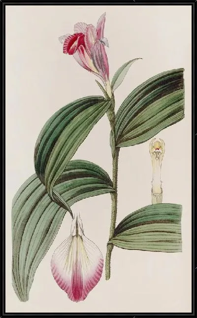 Картина Собрания сидячецветковая (1815-1819)