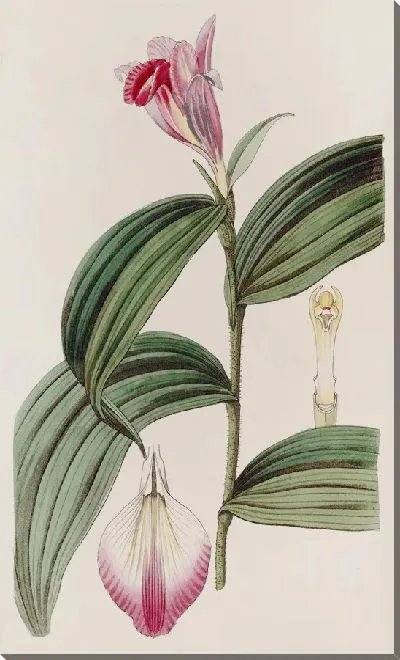 Картина Собрания сидячецветковая (1815-1819)