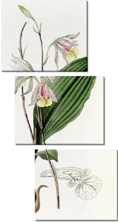 Картина Стройная Блетия (1815-1819)