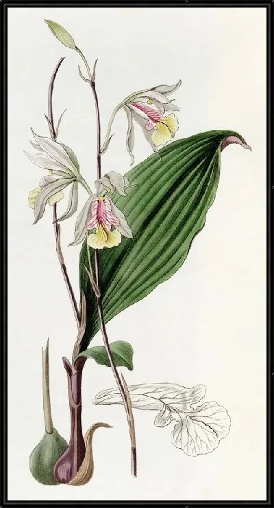 Картина Стройная Блетия (1815-1819)