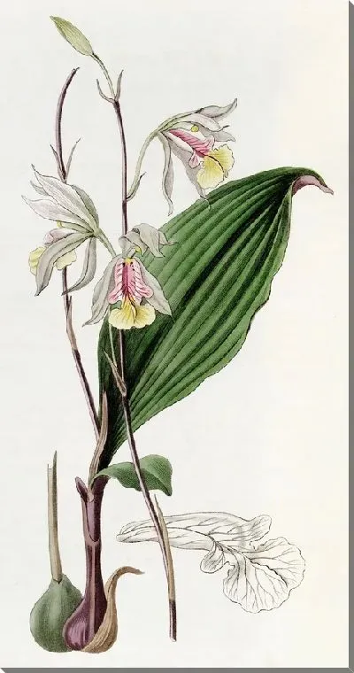 Картина Стройная Блетия (1815-1819)