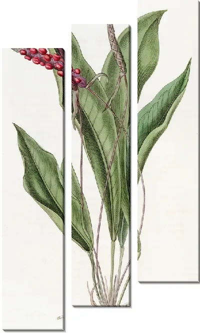 Картина Стройный антриум (1815-1819)