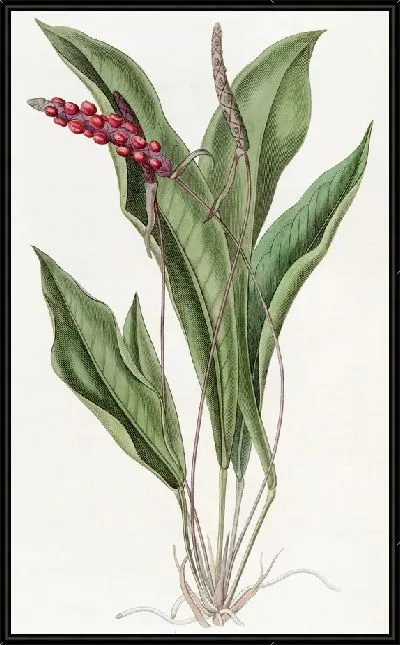 Картина Стройный антриум (1815-1819)