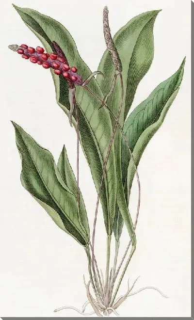 Картина Стройный антриум (1815-1819)