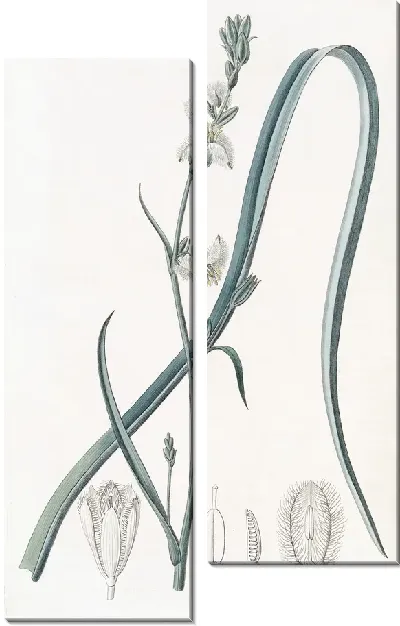 Картина Стройный трихопетал (1815-1819)