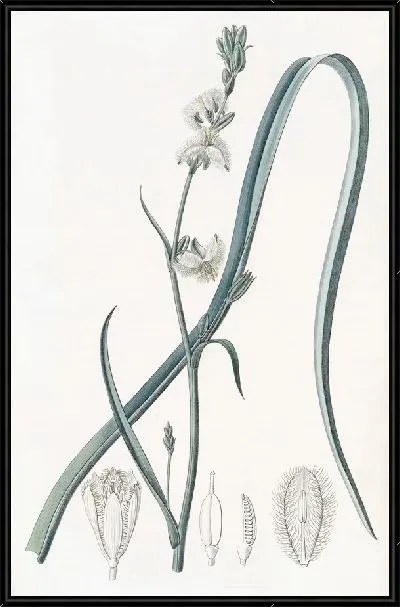 Картина Стройный трихопетал (1815-1819)