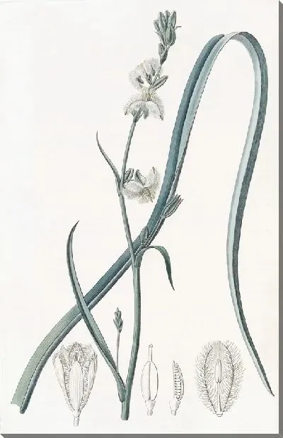 Картина Стройный трихопетал (1815-1819)