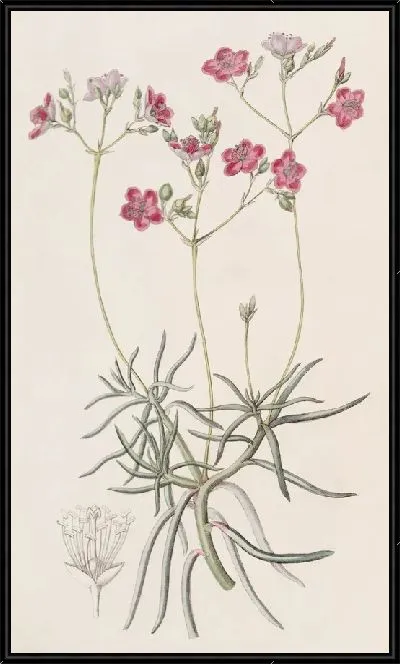 Картина Талинум тонколистный (1815-1819)