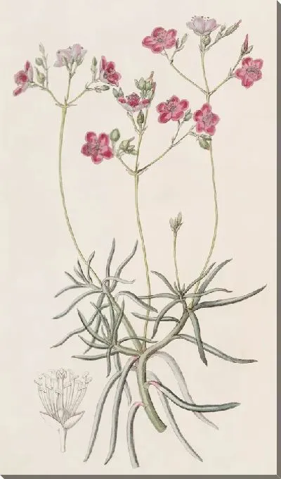 Картина Талинум тонколистный (1815-1819)