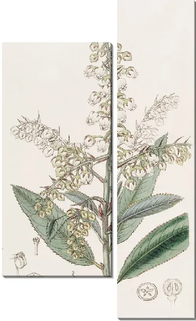 Картина Толокнянка блестящая (1815-1819)