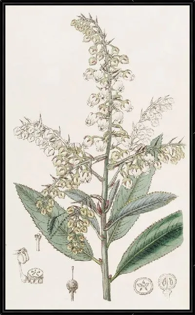 Картина Толокнянка блестящая (1815-1819)
