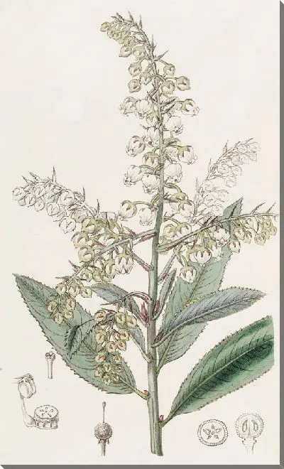 Картина Толокнянка блестящая (1815-1819)