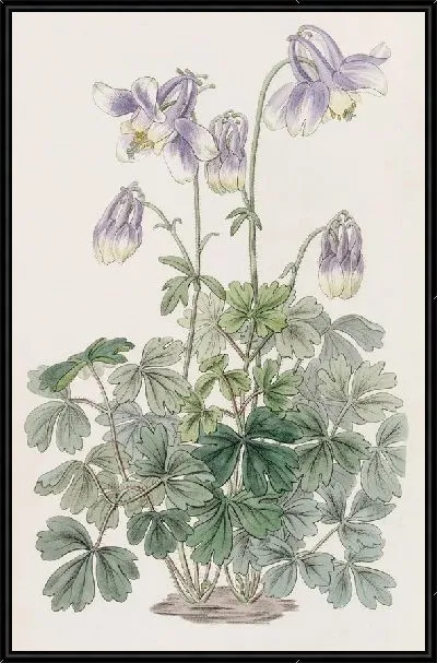 Картина Тонкорогая Колумбия (1815-1819)