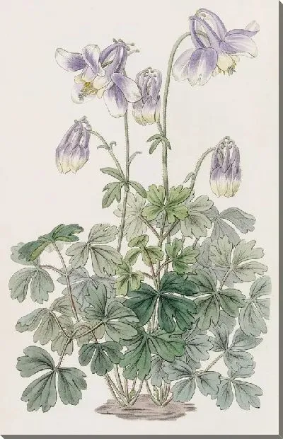 Картина Тонкорогая Колумбия (1815-1819)