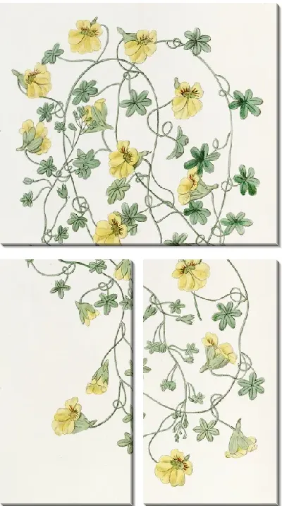 Картина Тропеолум с короткими шпорами (1815-1819)