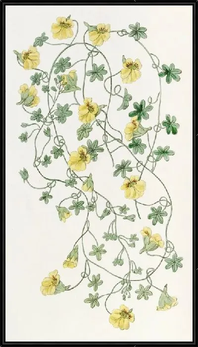 Картина Тропеолум с короткими шпорами (1815-1819)