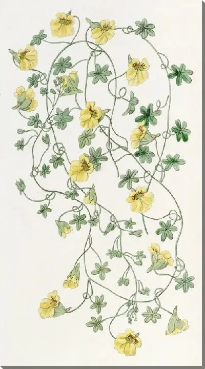 Картина Тропеолум с короткими шпорами (1815-1819)