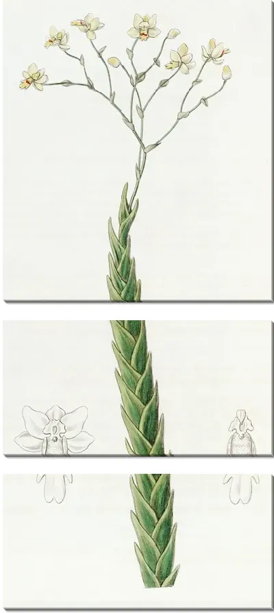 Картина Фернандеция остролистная (1815-1819)