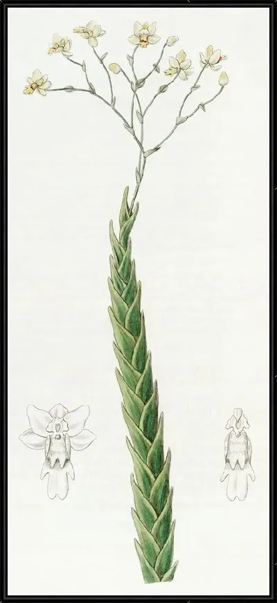 Картина Фернандеция остролистная (1815-1819)