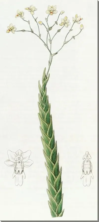 Картина Фернандеция остролистная (1815-1819)